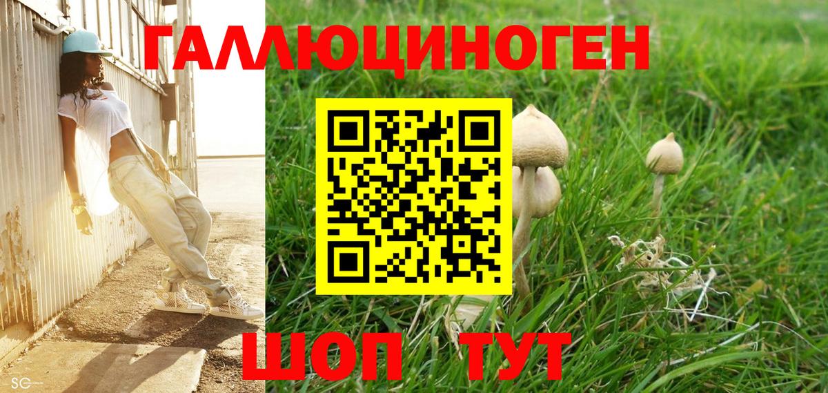 Галлюциногенные грибы Psilocybine cubensis Волгоград