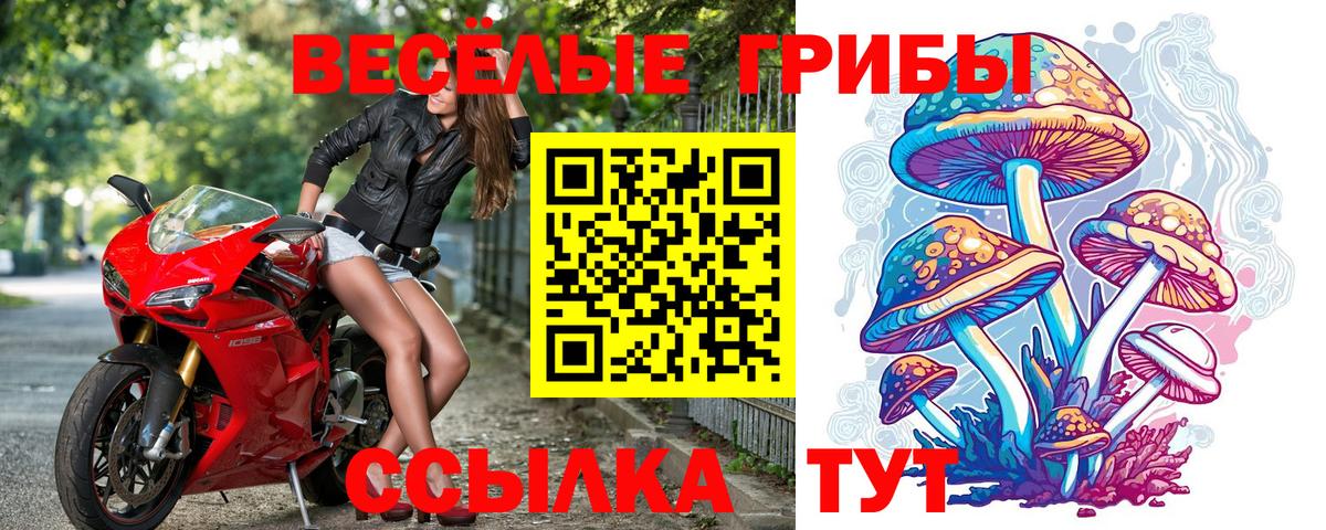 что такое   Волгоград  Псилоцибиновые грибы Psilocybe  Галлюциногенные грибы Psilocybe 